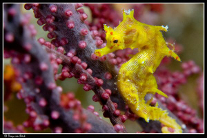 Soft coral seahorse by Dray Van Beeck 